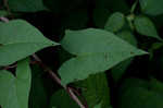 Hedge false bindweed